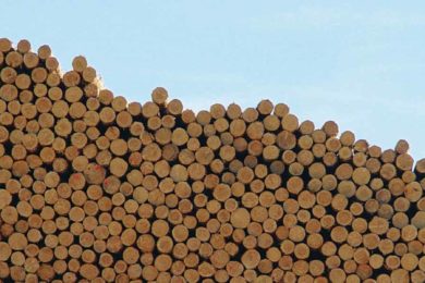 SEGATI E TRAVI MASSELLO